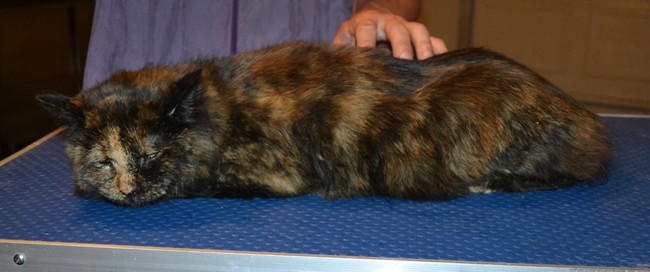 Furgie is a Medium Hair Domestic. She had her nails clipped, fur shaved down with a Mohawk and her ears cleaned. — at Kylies Cat Grooming Services.