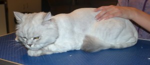 Nimo is a Chinchilla Persian. He had his fur shaved down ,nails clipped and ears cleaned. — at Kylies Cat Grooming Services.