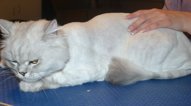 Nimo is a Chinchilla Persian. He had his fur shaved down ,nails clipped and ears cleaned. — at Kylies Cat Grooming Services.