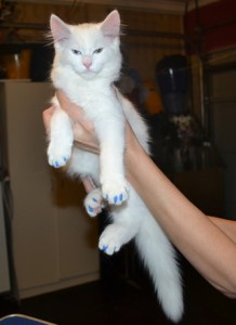 Jax is a Long hair Domestic Kitten. He had his nails clipped and a full set of Blue Kitten Softpaws nail caps. — at Kylies Cat Grooming Services.