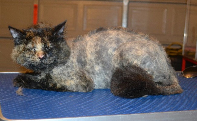 Furgie is a Medium Hair Domestic. She had her nails clipped, fur shaved down with a Mohawk and her ears cleaned. — at Kylies Cat Grooming Services.