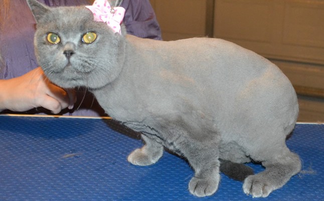 Shadow is a British Short hair. She had her nails clipped, fur shaved down and ears cleaned. — at Kylies Cat Grooming Services.