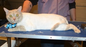 Shamus is a Short Hair Domestic. He had his fur shaved down, nails clipped, ears cleaned, wash n blow dry and a full set of Softpaws nail caps. — at Kylies Cat Grooming Services