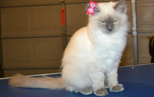 Evie is a 4 mth old Ragdoll Kitten. She had her fur raked, nails clipped, ears cleaned and a wash n blow dry.
