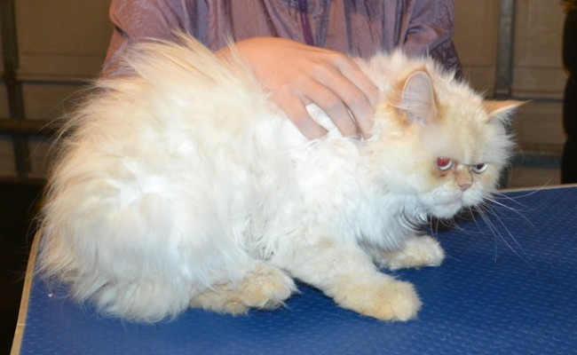 Chloe is a Persian. She had her matted fur shaved down, nails clipped, ears cleaned and a full set of pink Softpaw nail caps.