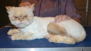 Chloe is a Persian. She had her matted fur shaved down, nails clipped, ears cleaned and a full set of pink Softpaw nail caps.