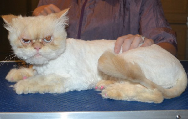 Chloe is a Persian. She had her matted fur shaved down, nails clipped, ears cleaned and a full set of pink Softpaw nail caps.