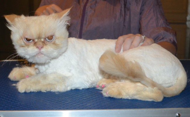 Chloe is a Persian. She had her matted fur shaved down, nails clipped, ears cleaned and a full set of pink Softpaw nail caps.