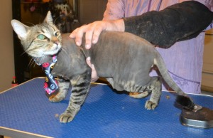 Luna is a Short Hair Domestic. He had his fur shaved down, nails clipped, ears cleaned, wash n blow dry and a full set of Softpaws nail caps. — at Kylies Cat Grooming Services.