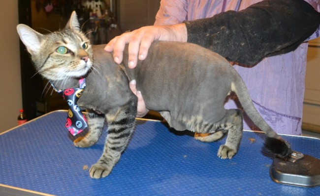 Luna is a Short Hair Domestic. He had his fur shaved down, nails clipped, ears cleaned, wash n blow dry and a full set of Softpaws nail caps. — at Kylies Cat Grooming Services.