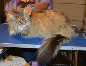 Rumeur is a Maincoone. She had her matted fur shaved down, nails clipped and ears cleaned. — at Kylies Cat Grooming Services.