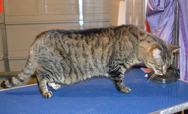 Molly is a 18 yr old short hair tabby. She had her nails clipped, fur shaved down and ears cleaned