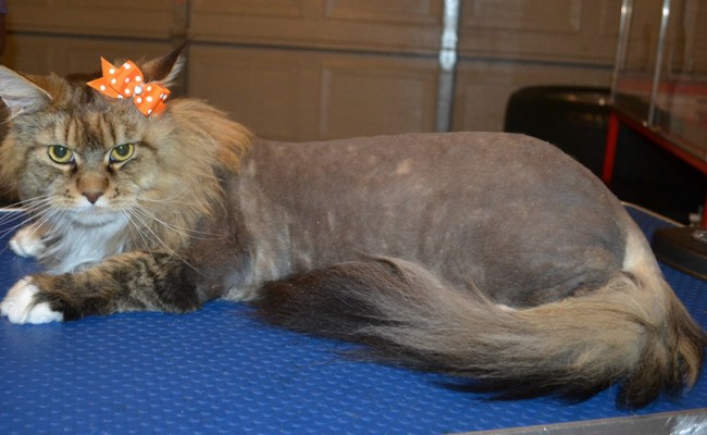 Rumeur is a Maincoone. She had her matted fur shaved down, nails clipped and ears cleaned. — at Kylies Cat Grooming Services.