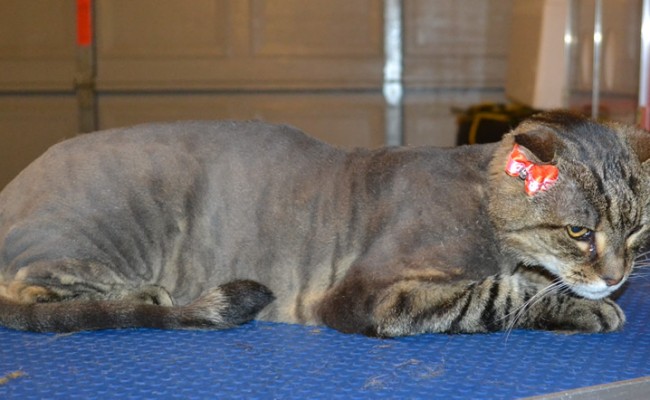 Molly is a 18 yr old short hair tabby. She had her nails clipped, fur shaved down and ears cleaned