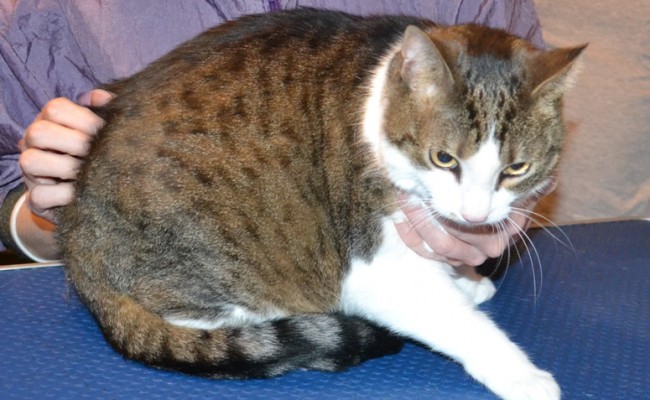 Chica is a Short hair domestic. She had her nails clipped, fur shaved down and soft pink Softpaws put on.  She was a very feisty girl that we had trouble taking her mask off for the after pic. It was a lot safer to leave it on. Bahahaha