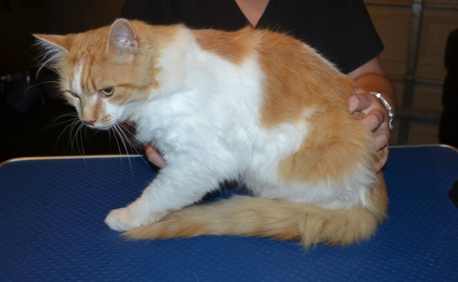 Henry is a Short / Medium Hair Domestic. He had his fur shaved down, nails clipped and ears cleaned. — at Kylies Cat Grooming Services.