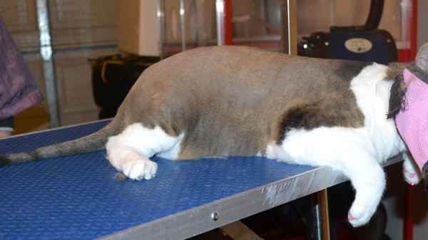 Chica is a Short hair domestic. She had her nails clipped, fur shaved down and soft pink Softpaws put on. She was a very feisty girl that we had trouble taking her mask off for the after pic. It was a lot safer to leave it on. Bahahaha
