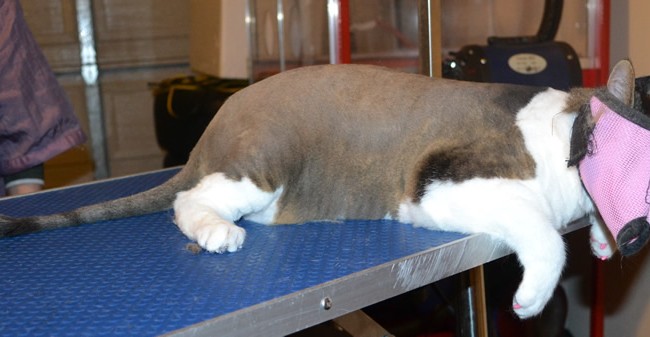 Chica is a Short hair domestic. She had her nails clipped, fur shaved down and soft pink Softpaws put on.  She was a very feisty girl that we had trouble taking her mask off for the after pic. It was a lot safer to leave it on. Bahahaha