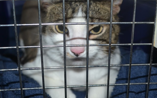 Chica is a Short hair domestic. She had her nails clipped, fur shaved down and soft pink Softpaws put on.  She was a very feisty girl that we had trouble taking her mask off for the after pic. It was a lot safer to leave it on. Bahahaha