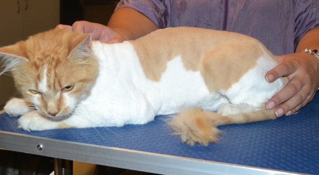 Henry is a Short / Medium Hair Domestic. He had his fur shaved down, nails clipped and ears cleaned. — at Kylies Cat Grooming Services.