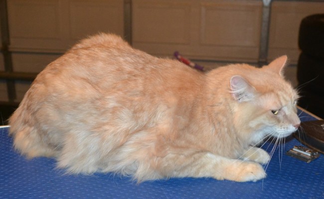 Harry is a Short / Medium Hair Domestic. He had his fur shaved down, nails clipped and ears cleaned. — at Kylies Cat Grooming Services.