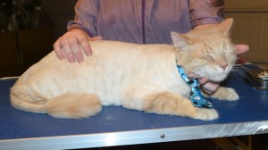 Harry is a Short / Medium Hair Domestic. He had his fur shaved down, nails clipped and ears cleaned. — at Kylies Cat Grooming Services.