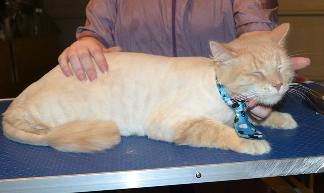 Harry is a Short / Medium Hair Domestic. He had his fur shaved down, nails clipped and ears cleaned. — at Kylies Cat Grooming Services.