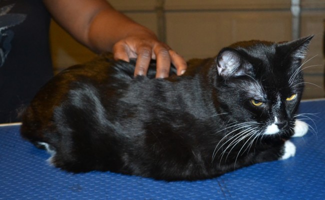 Kaya is a Short hair Domestic. She had her fur shaved down, nails clipped, ears cleaned and a wash n blow dry.