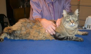 Lani is a medium hair domestic. She had her matted fur shaved down, nails clipped, ears cleaned and a wash n blow dry. — at Kylies Cat Grooming Services.