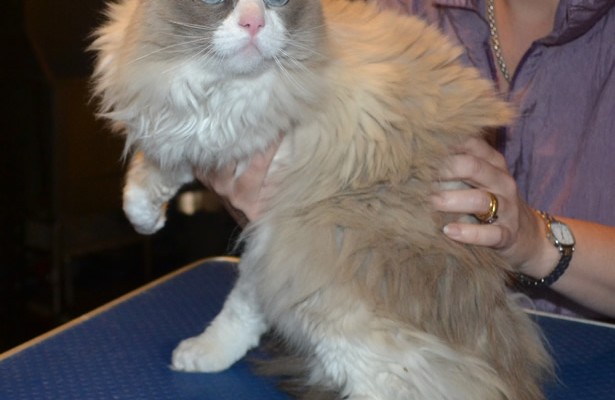 Jess is a Ragdoll. She had her matted fur shaved down, nails clipped and ears cleaned.