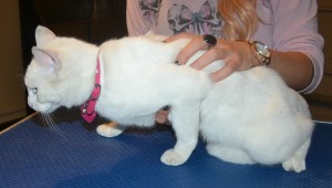 Marshmallow is a Short hair Domestic. She had her fur shaved down, nails clipped, ears cleaned and a wash n blow dry. — at Kylies Cat Grooming Services.