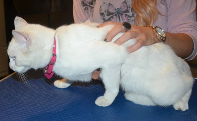 Marshmallow is a Short hair Domestic. She had her fur shaved down, nails clipped, ears cleaned and a wash n blow dry. — at Kylies Cat Grooming Services.