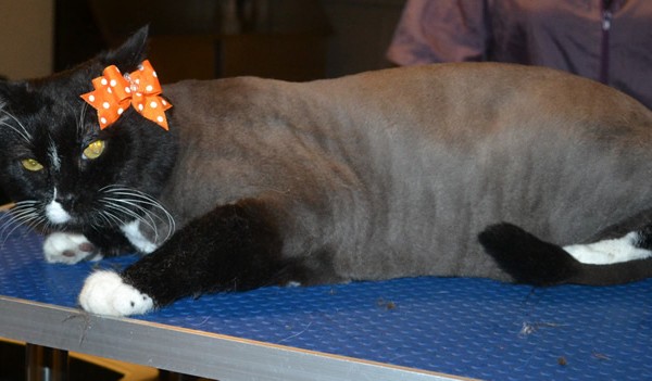 Kaya is a Short hair Domestic. She had her fur shaved down, nails clipped, ears cleaned and a wash n blow dry.