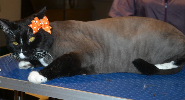 Kaya is a Short hair Domestic. She had her fur shaved down, nails clipped, ears cleaned and a wash n blow dry.