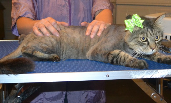 Lani is a medium hair domestic. She had her matted fur shaved down, nails clipped, ears cleaned and a wash n blow dry. — at Kylies Cat Grooming Services.