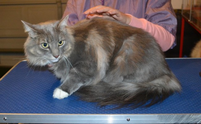 Billy is a Long Hair Domestic. He had his fur shaved down, nails clipped and ears cleaned. — at Kylies Cat Grooming Services.