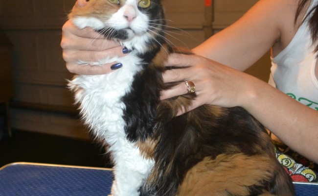 Emily is a Medium Hair Domestic. She had her nails clipped, fur shaved down, ears cleaned and a wash n blow dry.