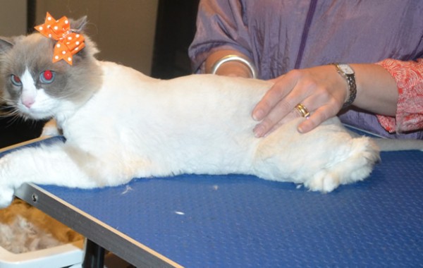 Jess is a Ragdoll. She had her matted fur shaved down, nails clipped and ears cleaned.