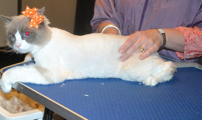 Jess is a Ragdoll. She had her matted fur shaved down, nails clipped and ears cleaned.