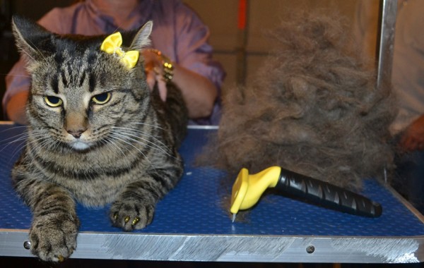 Bubby is a Short hair Domestic. She had her fur raked, nails clipped, ears cleaned and a full set of Glitter Gold softpaw nail caps.