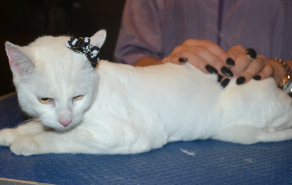 Marshmallow is a Short hair Domestic. She had her fur shaved down, nails clipped, ears cleaned and a wash n blow dry. — at Kylies Cat Grooming Services.