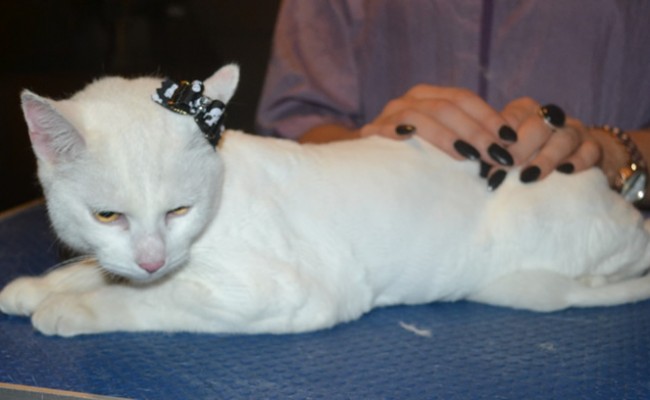 Marshmallow is a Short hair Domestic. She had her fur shaved down, nails clipped, ears cleaned and a wash n blow dry. — at Kylies Cat Grooming Services.