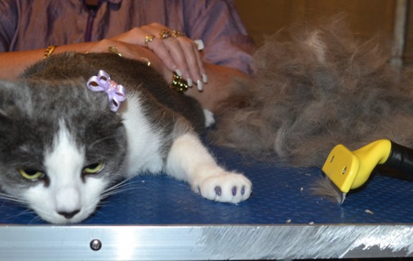 Gypsy is a Short hair Domestic. She had her fur raked, nails clipped, ears cleaned and a full set of Glitter Purple softpaw nail caps.