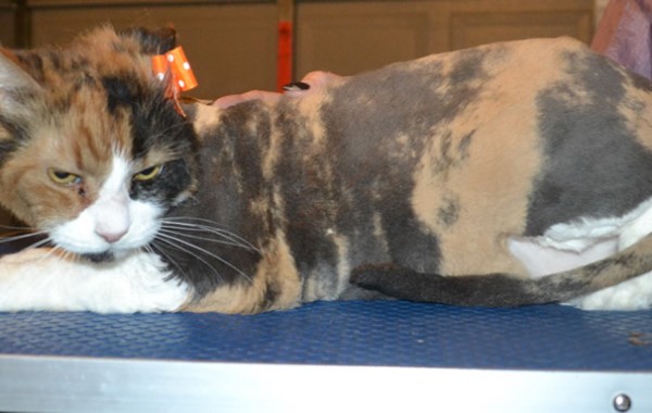 Emily is a Medium Hair Domestic. She had her nails clipped, fur shaved down, ears cleaned and a wash n blow dry.