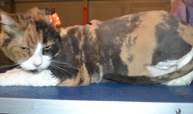Emily is a Medium Hair Domestic. She had her nails clipped, fur shaved down, ears cleaned and a wash n blow dry.