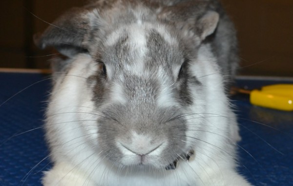 Bella my Flemish Giant Rabbit weighing in at 2.9kgs at just over 4 months old, with a full set of hot pink Softpaw nail caps.