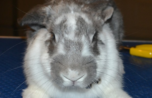 Bella my Flemish Giant Rabbit weighing in at 2.9kgs at just over 4 months old, with a full set of hot pink Softpaw nail caps.