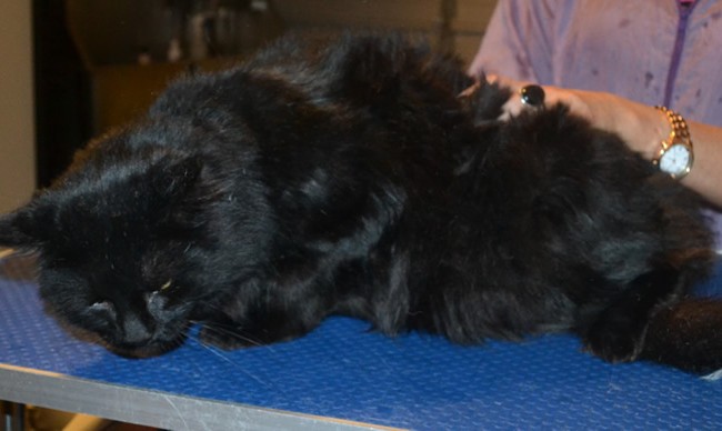 Bagheera is a Long hair Domestic x. He had his matted fur shaved down, ears cleaned, nails clipped and a wash n blow dry.