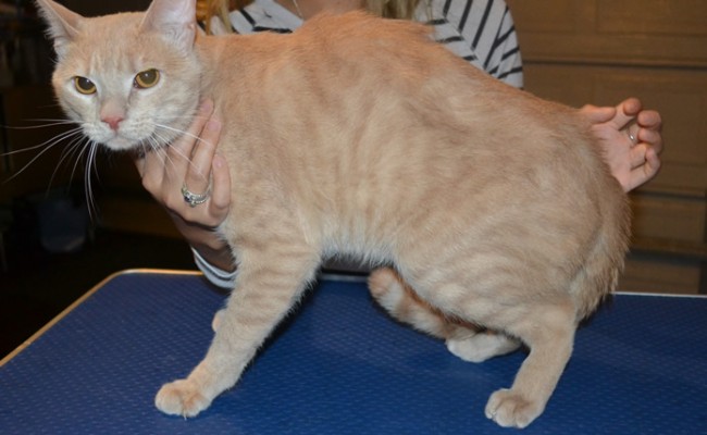 Derpy is a Short hair Domestic. She had her fur shaved down, nails clipped, ears cleaned and a full set of Pink Softpaw nail caps.