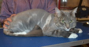 Billy is a Long Hair Domestic. He had his fur shaved down, nails clipped and ears cleaned. — at Kylies Cat Grooming Services.